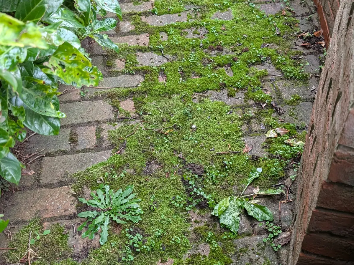 Weed-grown block paving path before Restorra cleaning