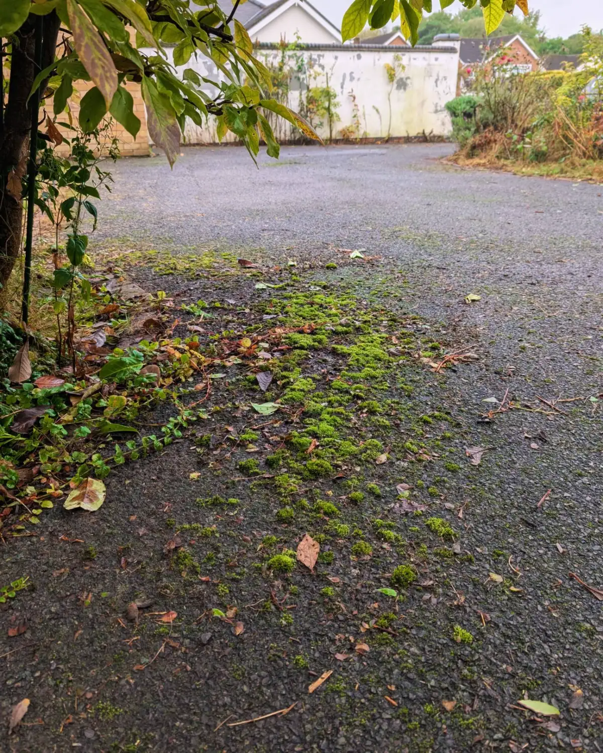 Tarmac driveway in Chorley before cleaning, with moss patches across the surface